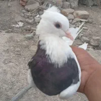 کبوتر طوقی