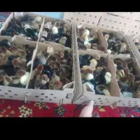 جوجه فروشی به قیمت عمده|حیوانات مزرعه|فین, |دیوار