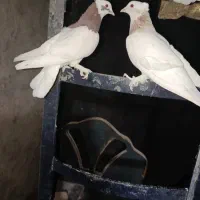 فروش طوقی.|پرنده|کوار, |دیوار