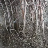 مرکزنهالتولیدیتخصصی زرشک وعناب وسنجد|خدمات باغبانی و درختکاری|قم, دانش|دیوار