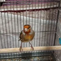 سهره قناری مست