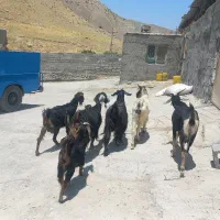 ۵ بز چاق هیکلی و بزرگ