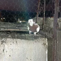 فروش کبوتر|پرنده|جهرم, |دیوار