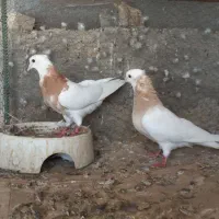 ۲ جفت کبوتر جهت معاوضه با سربری|پرنده|لامرد, |دیوار