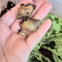 حلزون|خزنده|قرچک, مهدیه|دیوار