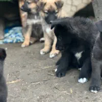 واگذاری توله ژرمن شیپرد شولاین|سگ|رشت, کاکتوس|دیوار