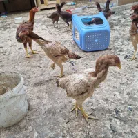 مرغ وخروس لاری|حیوانات مزرعه|اقبالیه, |دیوار