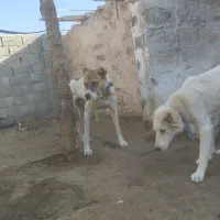 سگ نگهبان گوسفندی|سگ|طاغنکوه, |دیوار