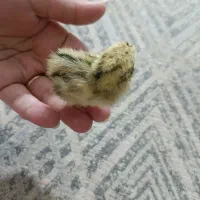 جوجه بلدرچین