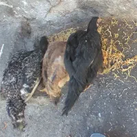 جوجه لاری اصیل