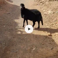 بره قوچ قره چال