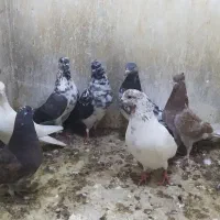 تعدادی کبوتر آسمان خراش و جفتگاه اهنی