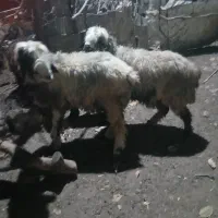 ۶ راس میش سه راس زایده سه راس آبستن