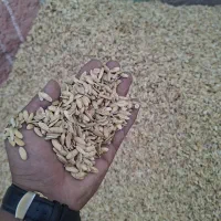 تخمه خربزه امسالی