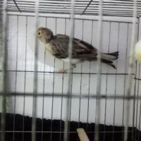 گرینچیک قناری ملنگو مرغ عشق|پرنده|قرچک, باقرآباد|دیوار