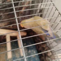 کوتوله ماده|پرنده|قم, انسجام|دیوار