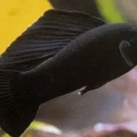 ماهی مولی مشکی