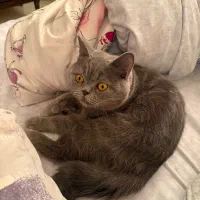 گربه اسکاتیش شورت هیر بلو