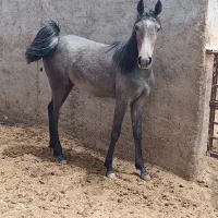 کره مادیون آینده دار