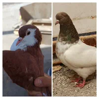 دو عدد کبوتر