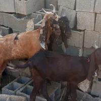 بزابس