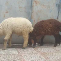 گوسفند