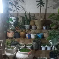 گلهای زینتی باتخفیف ویژه