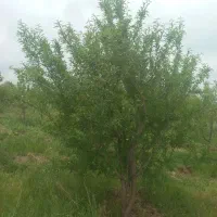 فروش باغ بادام|فروش دفتر صنعتی، کشاورزی، تجاری|دشتابی, |دیوار