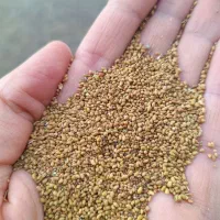 حدود 900کیلو بزر یونجه