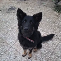 سگ ژرمن نر ۱ ساله اطراف صومعه سرا- گوراب زرمیخ