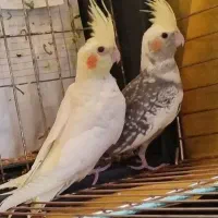 عروس هلندی جفت ۷ ماهه