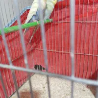 عشق|پرنده|خمینی‌شهر, |دیوار