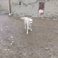 دورگ آلابای