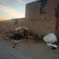 ساختمان و دامداری به متراژ نزدیک به هفتصد متر|فروش خانه و ویلا|نوشین شهر, |دیوار