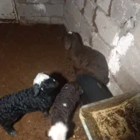 میش و بره|حیوانات مزرعه|رودهن, |دیوار