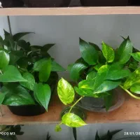 گل پتوس وسانسوریا