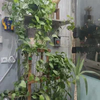 ملک اجاره ای(مامونیه)