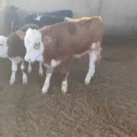 فروش گوساله سمینتال