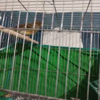 سقا قناری|پرنده|کرمان, |دیوار