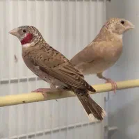 فنچ گلوبریده مولد بیگ سایز .معاوضه با سهره نر بخون