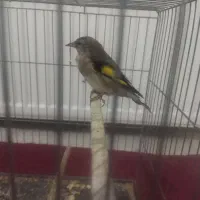 سهره