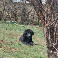 توله دورگ فروشی