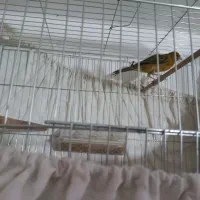 قناری نر و ماده اماده اماده|پرنده|شاهرود, |دیوار