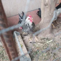 مرغ خروس گلین|حیوانات مزرعه|برازجان, |دیوار