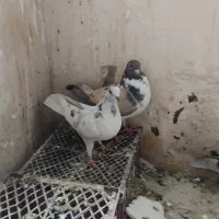 کفتر تهرانی پرشی و کینگ|پرنده|کرج, شهرک بنفشه|دیوار