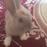 خرگوش