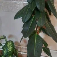 گل طبیعی