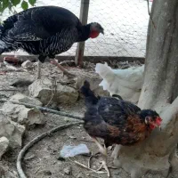 مرغ وخروس محلی قایمیه|حیوانات مزرعه|کوه چنار, |دیوار