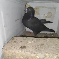 یک جفت پلاکی زاغ|پرنده|شهرضا, |دیوار