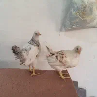 جوجه